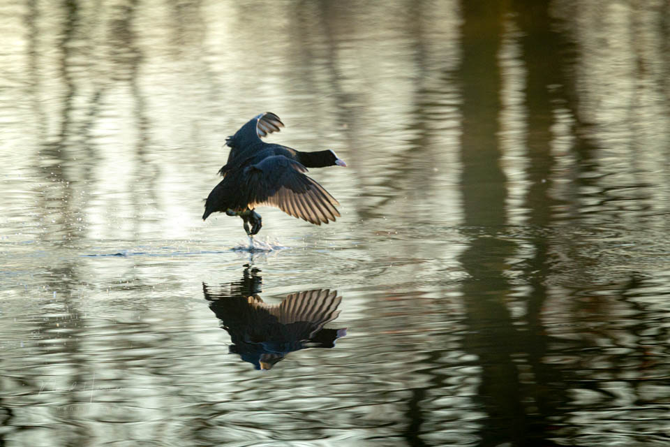 Nando flying birds 3