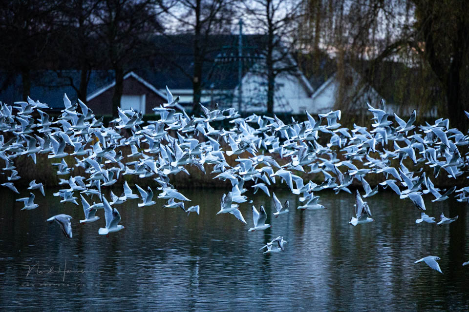 Nando flying birds 4