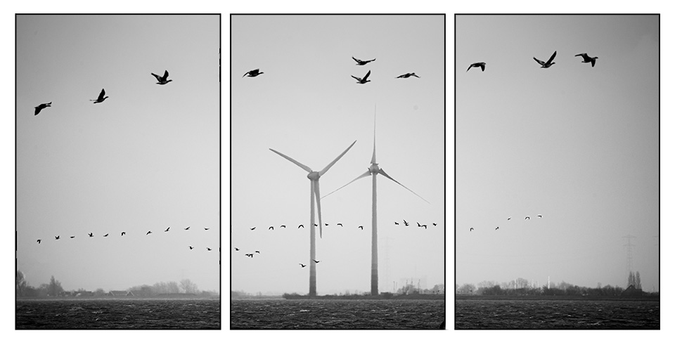Nando flying birds triptych 2 Nando flying birds triptych 2