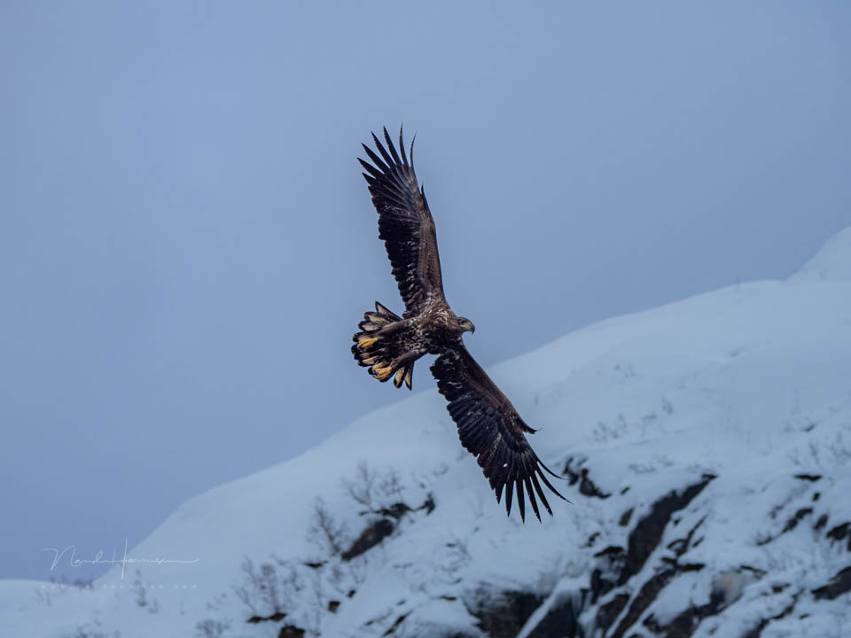 Nando flying birds