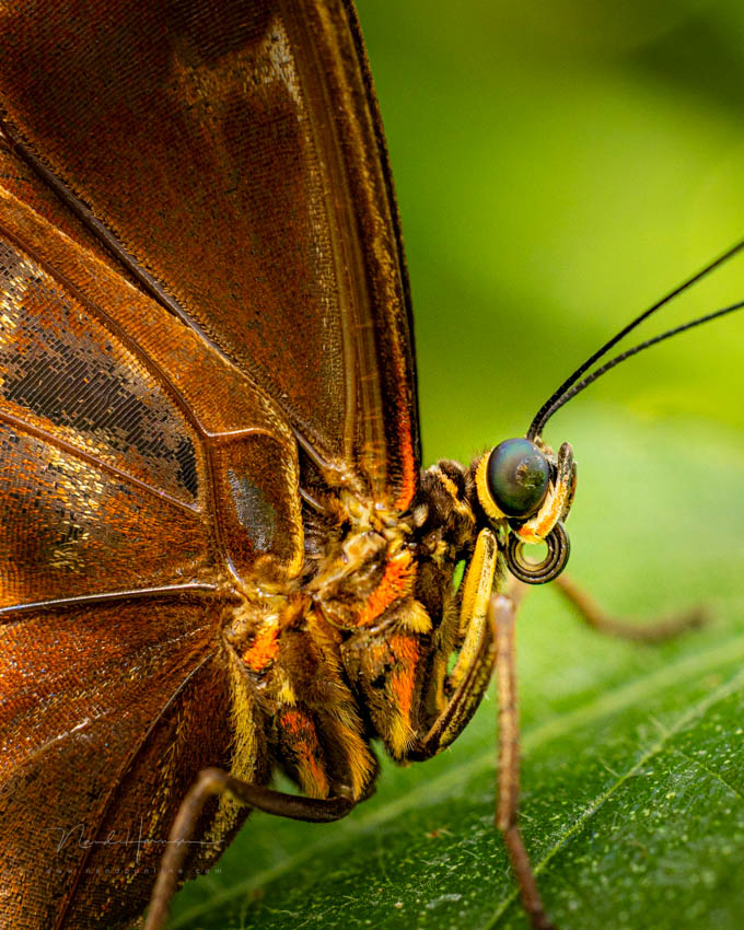 Nando butterfly close up Nando butterfly close up