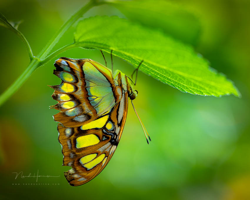 Nando butterfly macro Nando butterfly macro