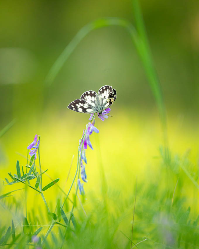 Nando butterfly far away Nando butterfly far away