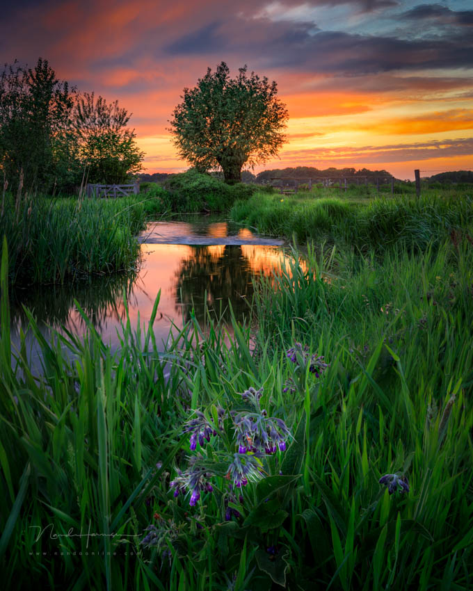 Nando foreground as added value Nando foreground as added value