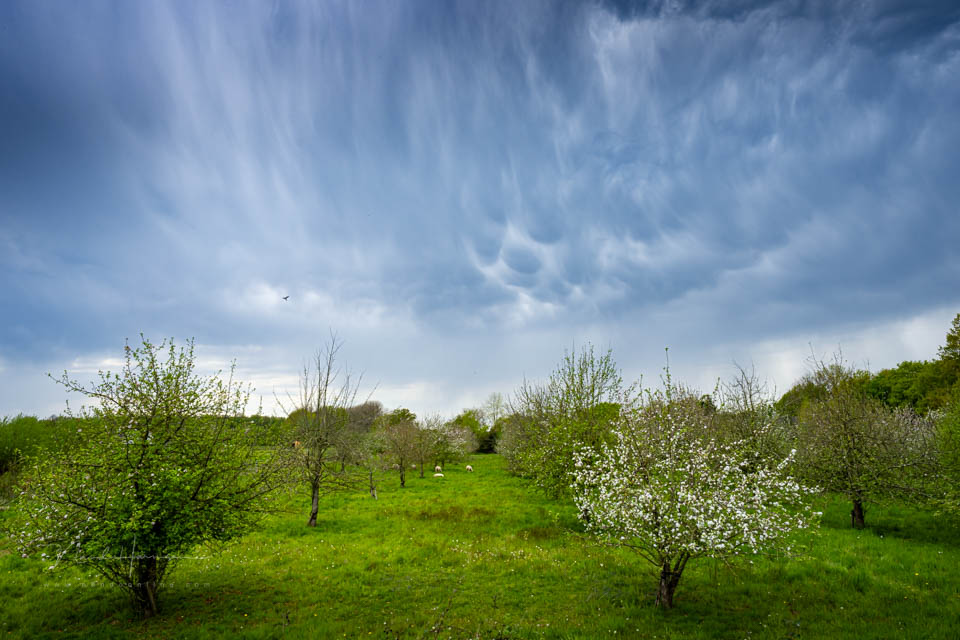 Nando clouds soft