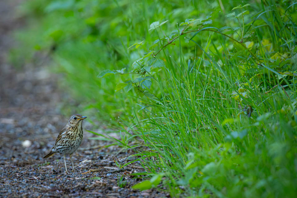 Nando song thrush 400 times two