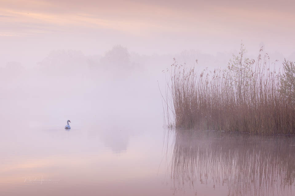 Nando 2021 swan morning mist