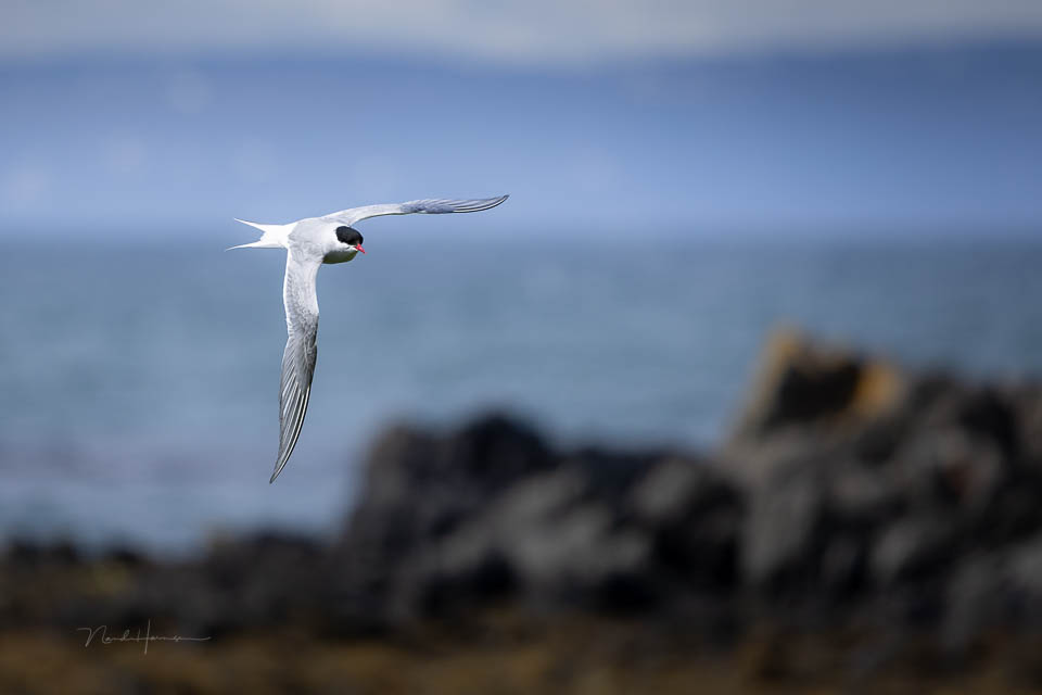 Nando 2022 Arctic tern Iceland