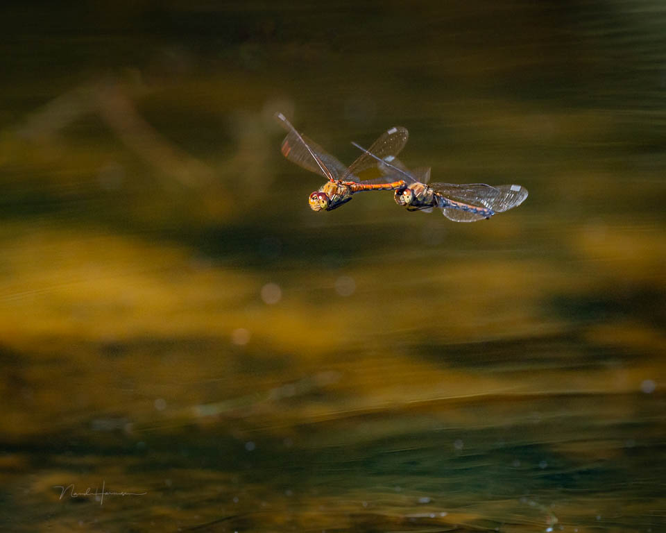 Nando 2023 flying dragonflies