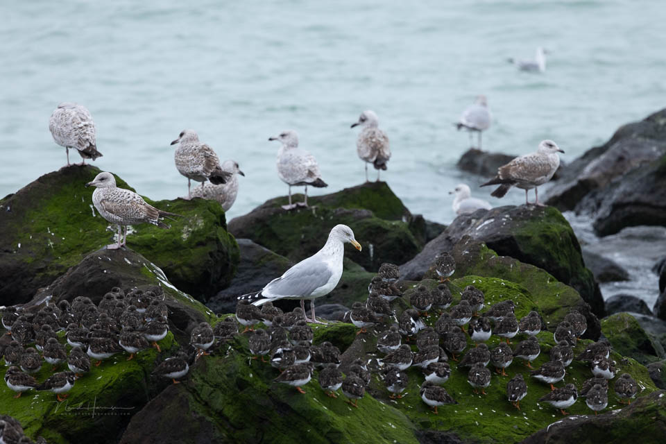 Nando 2024 seagulls opal coast unedited