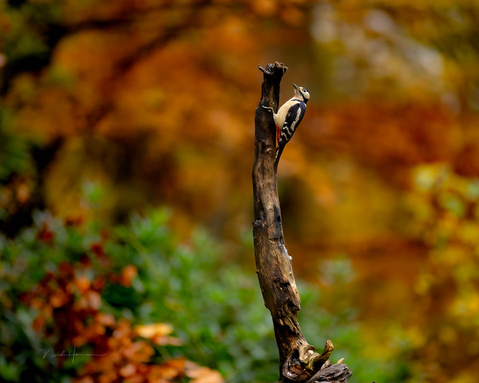 Nando 2024 woodpecker bird hide