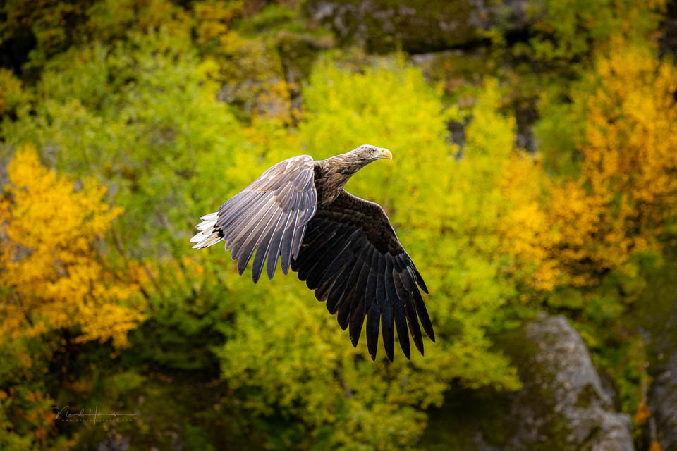 Nando 2025 eagle Lofoten Nando 2025 eagle Lofoten