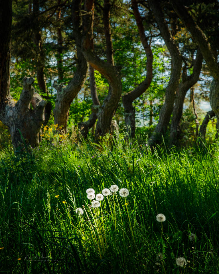 Nando 2025 forest landscape 3 Nando 2025 forest landscape 3