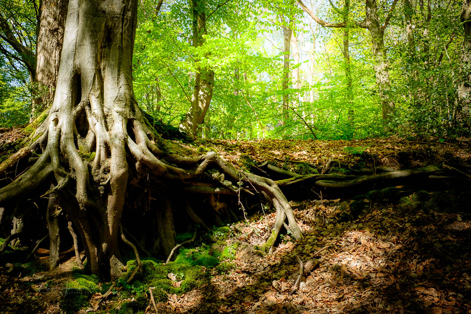 Nando 2025 forest landscape 4 Nando 2025 forest landscape 4