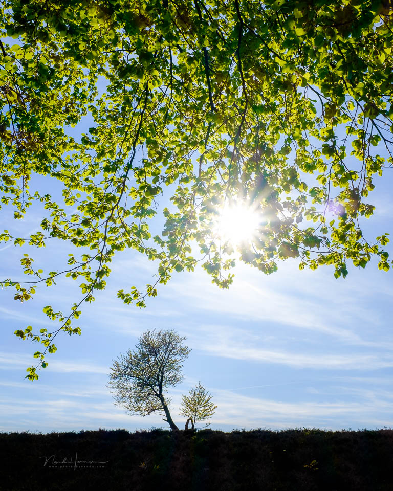 Nando 2025 forest landscape 5 Nando 2025 forest landscape 5