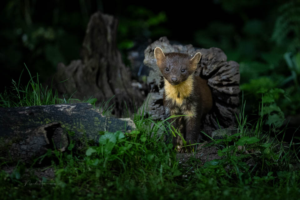 Nando pine marten 3