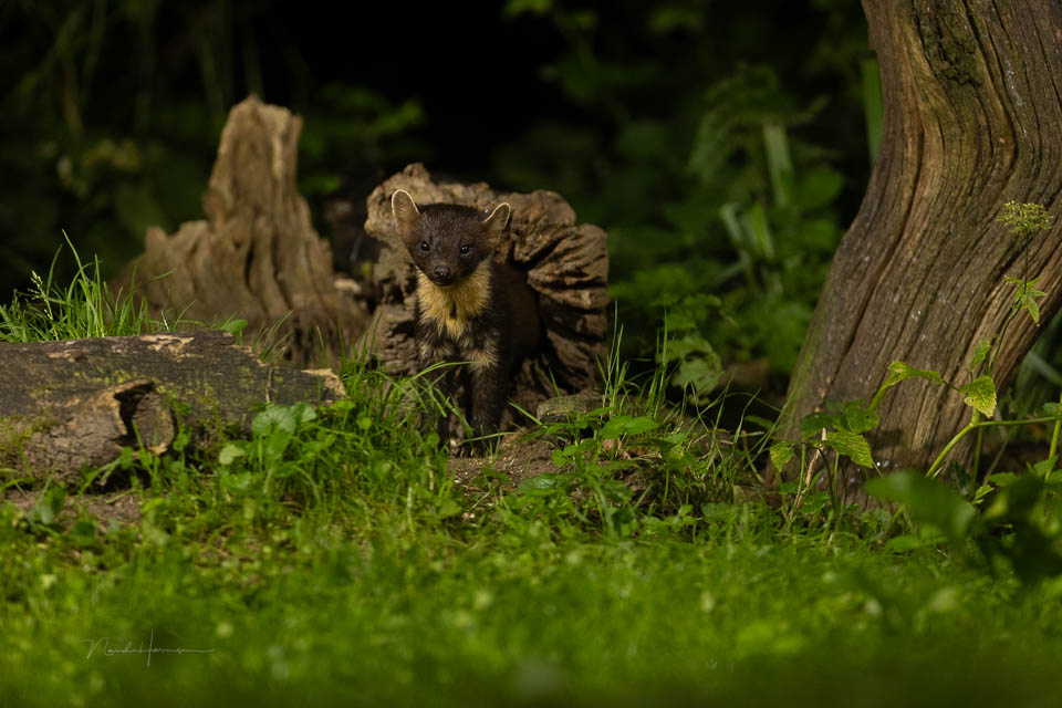 Nando pine marten unedited
