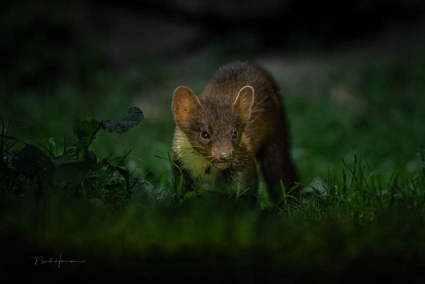 Nando pine marten Nando pine marten