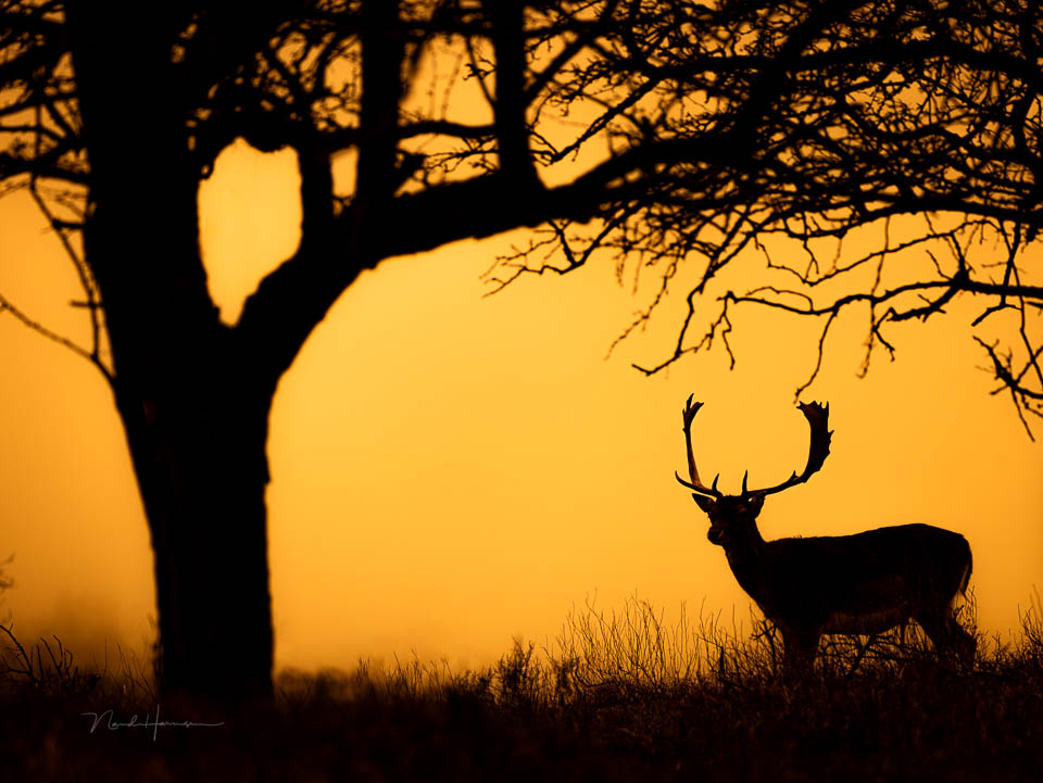 Nando fallow deer in warm light Nando fallow deer in warm light