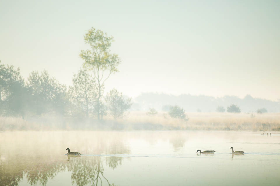Nando animals in landscape Nando animals in landscape