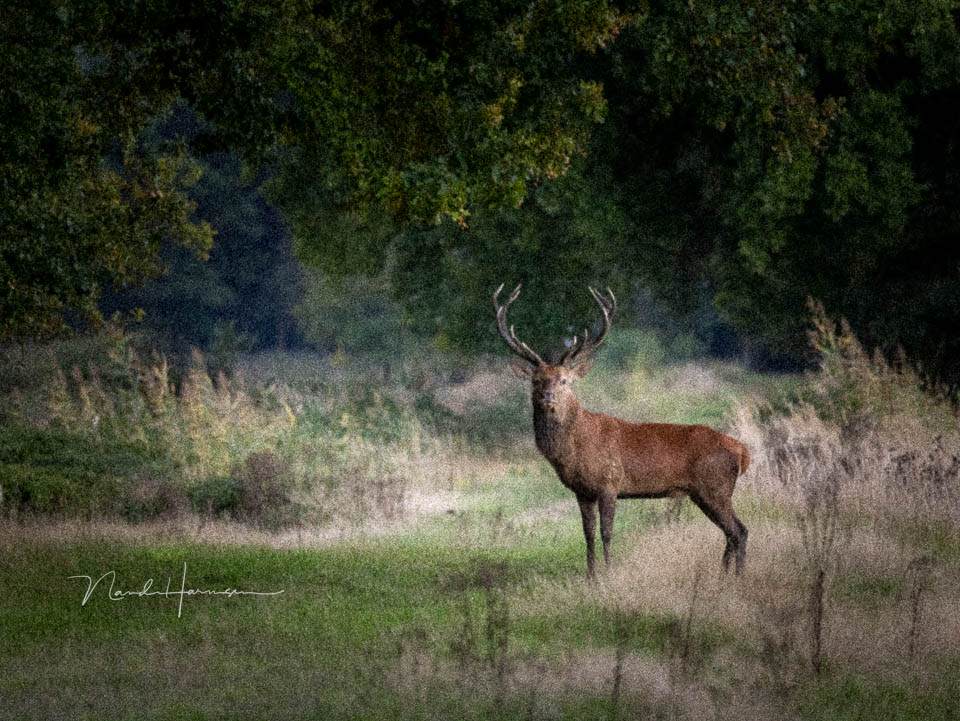Nando red deer high ISO Nando red deer high ISO