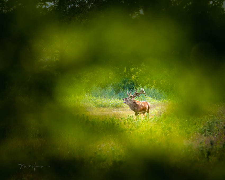 Nando red deer atmospheric Nando red deer atmospheric