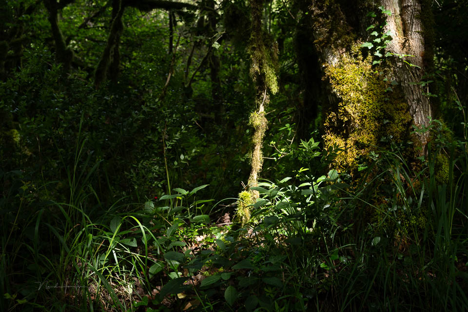 Nando FE24 50mm forest unedited Nando FE24 50mm forest unedited