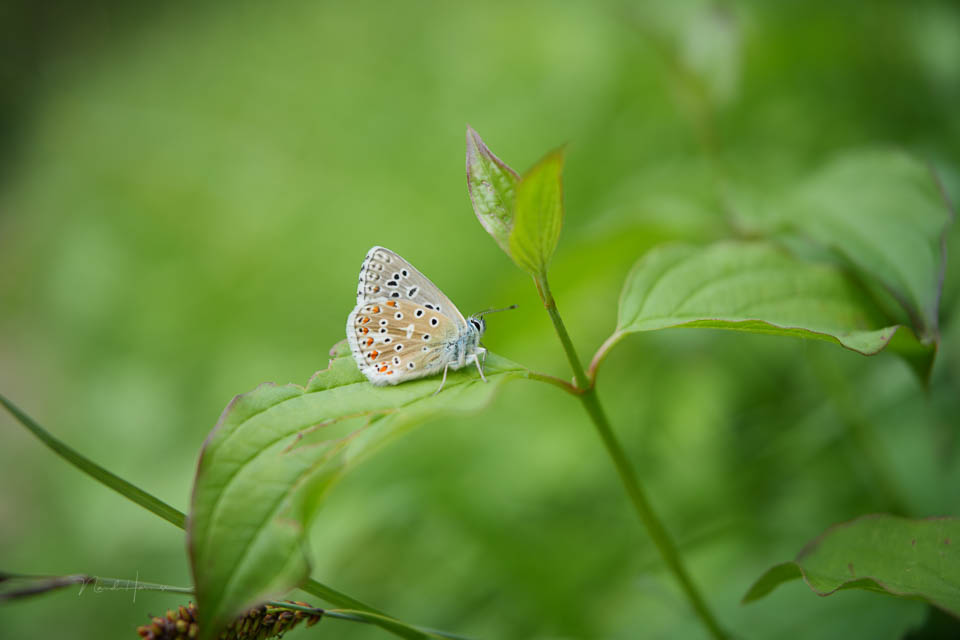 Nando FE24 50mm common blue JPEG Nando FE24 50mm common blue JPEG