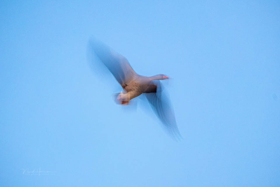 Nando goose with movement