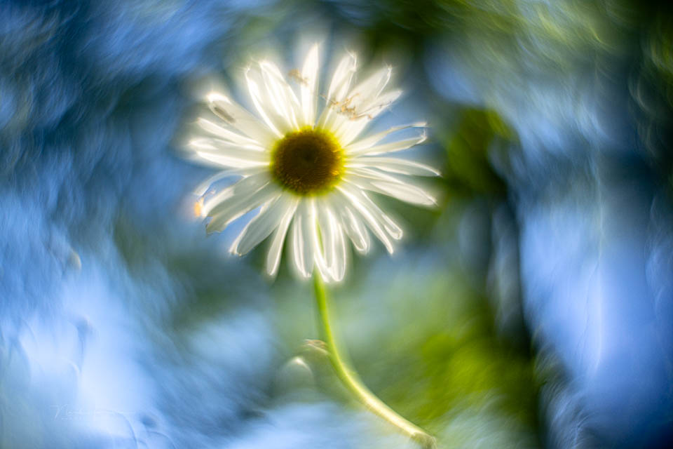 Nando Helios 44 images 8 Nando Helios 44 images 8
