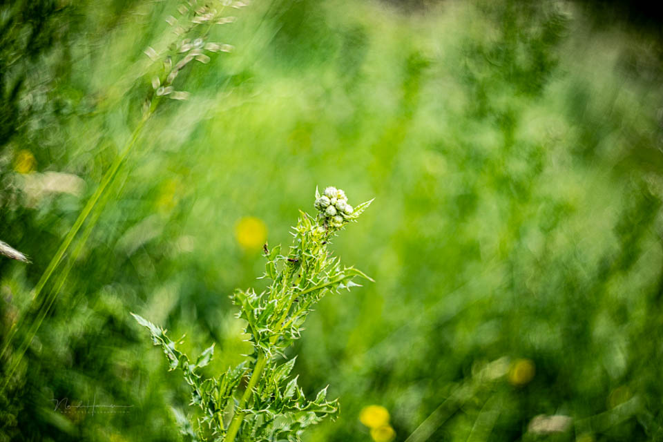 Nando Helios 44 images Nando Helios 44 images