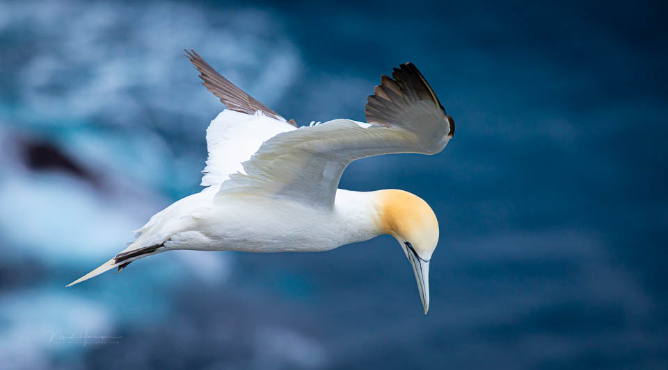 Nando gannet