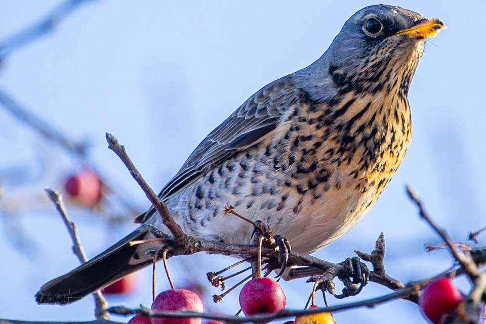 Nando fieldfare extreme crop Nando fieldfare extreme crop
