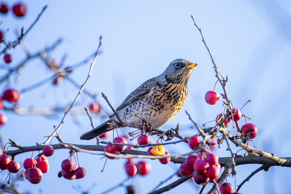 Nando fieldfare normal crop Nando fieldfare normal crop
