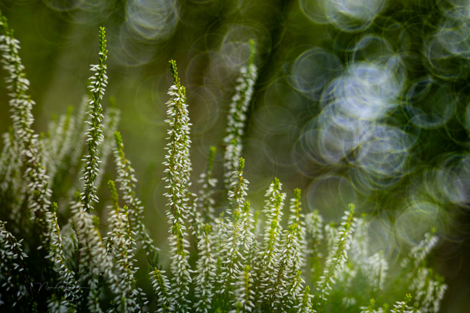 Nando Meyer Optik 100mm 7
