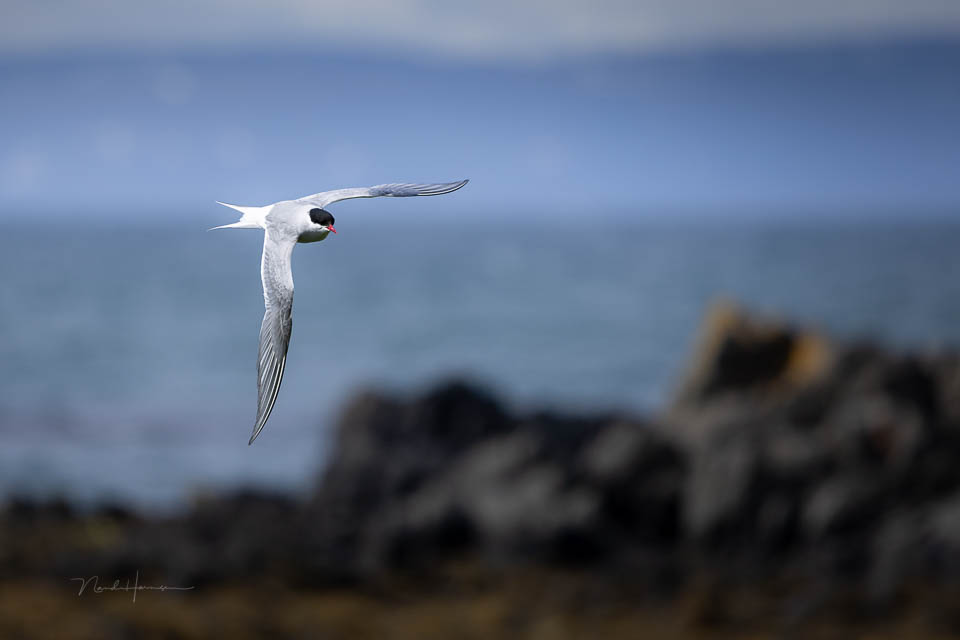 Nando Arctic tern 2