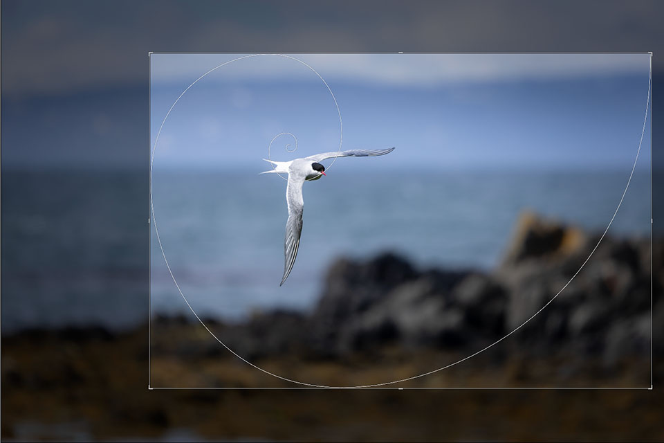 Nando Arctic tern crop