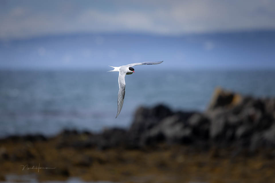 Nando Arctic tern