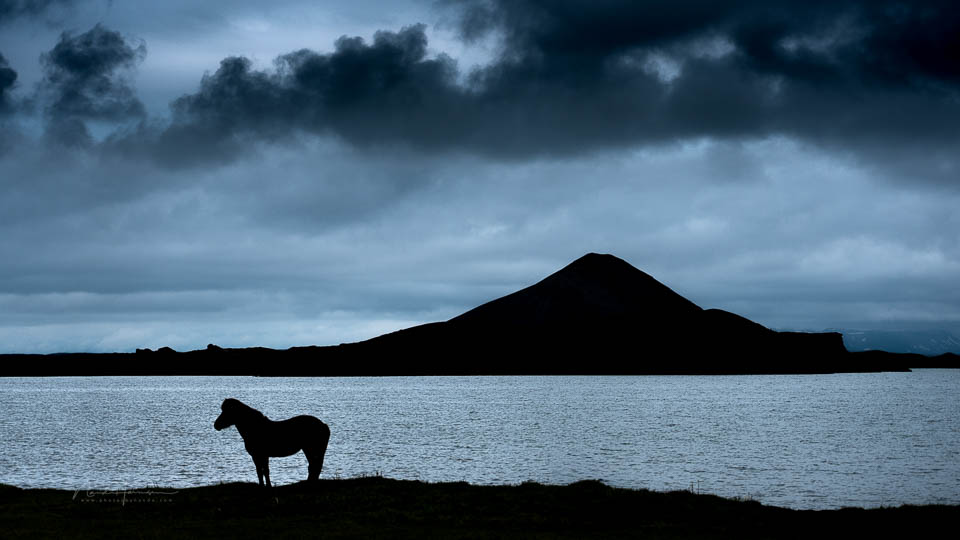 Nando horse silhouette Nando horse silhouette