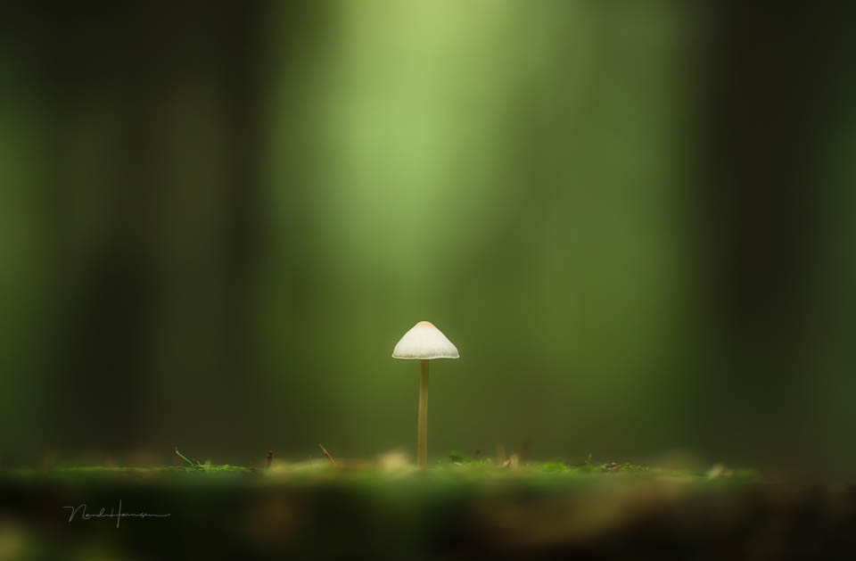 Nando mushrooms by Nando 10 Nando mushrooms by Nando 10