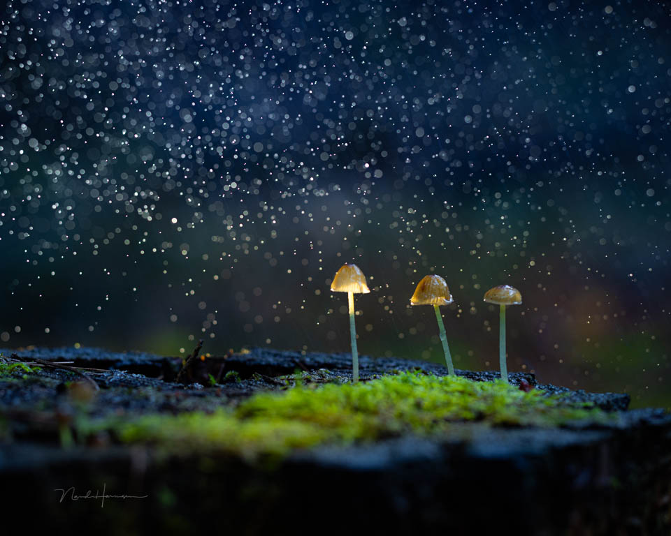 Nando mushrooms by Nando 2 Nando mushrooms by Nando 2