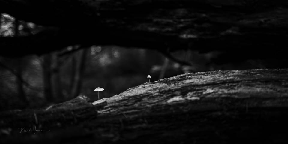 Nando mushrooms by Nando 3 Nando mushrooms by Nando 3