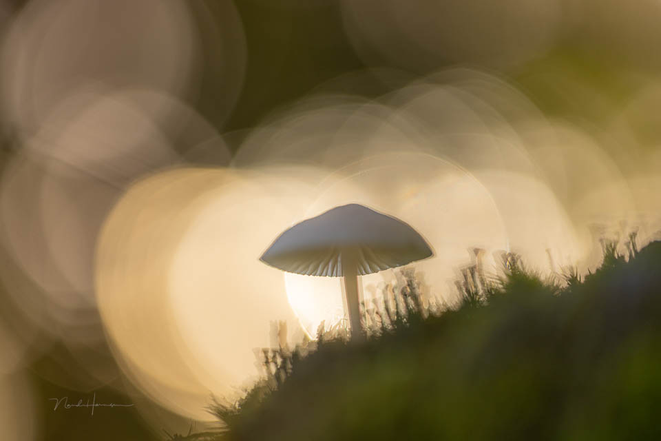 Nando mushrooms by Nando 4 Nando mushrooms by Nando 4