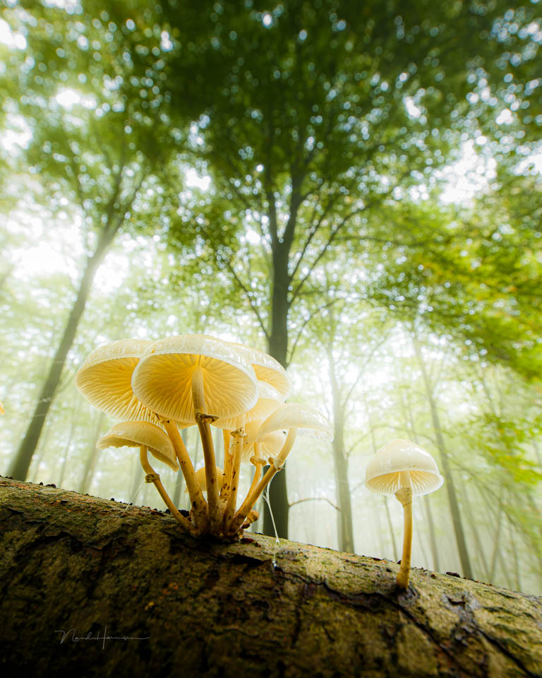 Nando mushrooms by Nando 5 Nando mushrooms by Nando 5