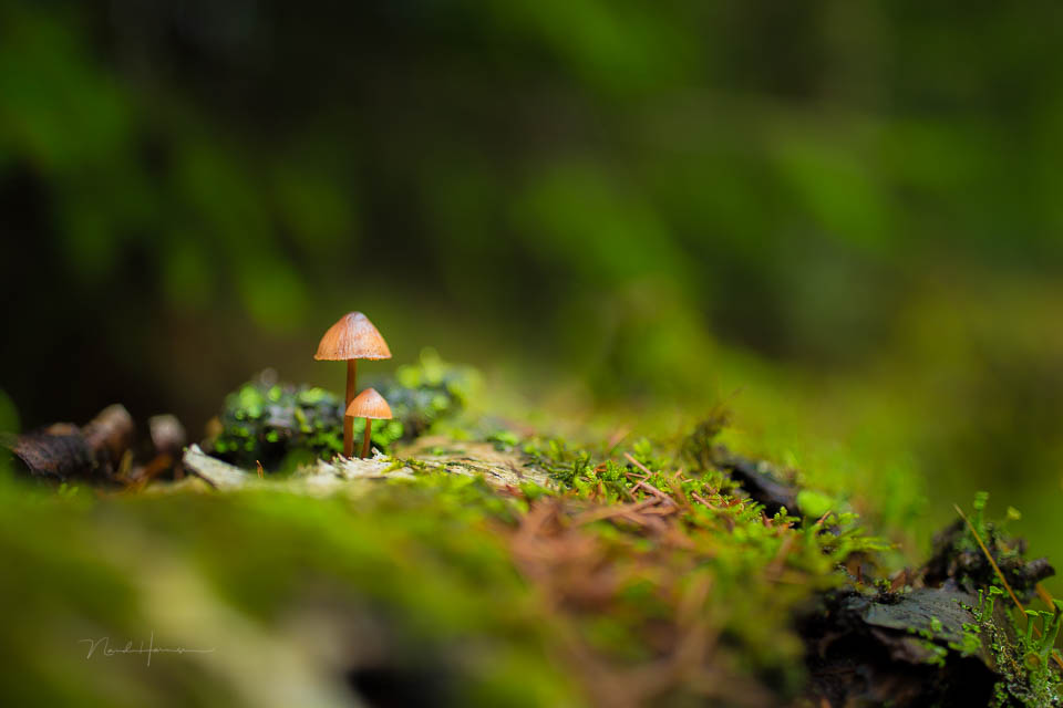 Nando mushrooms by Nando 6 Nando mushrooms by Nando 6