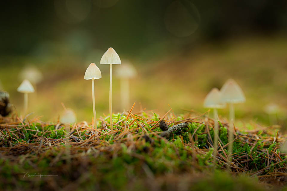 Nando mushrooms by Nando 7 Nando mushrooms by Nando 7
