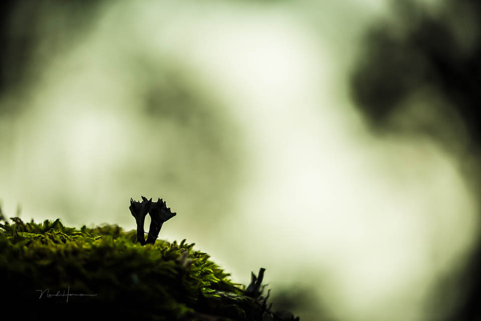Nando mushrooms by Nando 8 Nando mushrooms by Nando 8