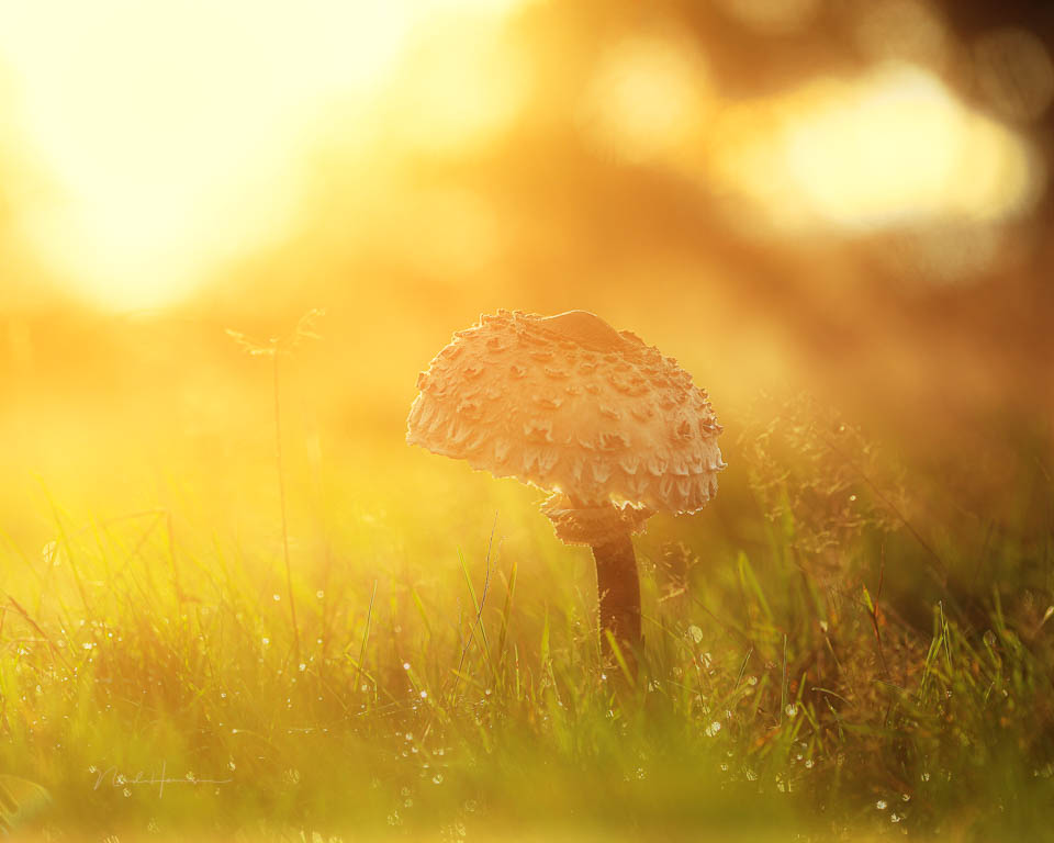 Nando mushrooms by Nando 9 Nando mushrooms by Nando 9