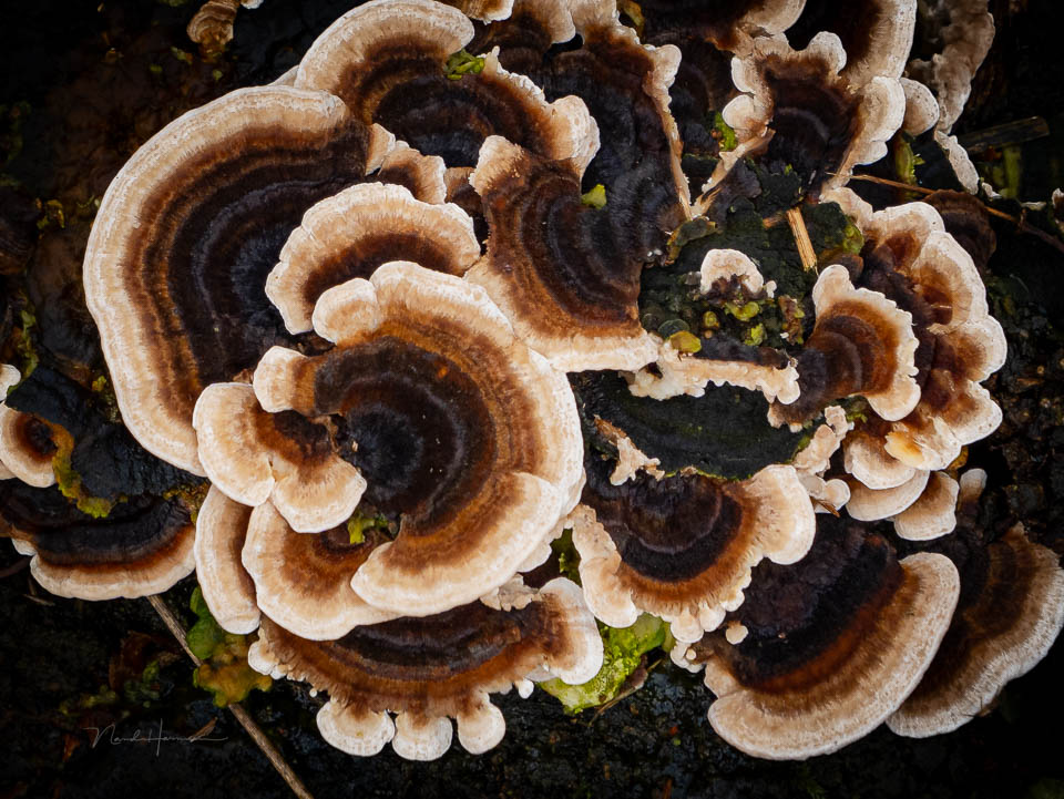 Nando mushrooms by Nando Nando mushrooms by Nando