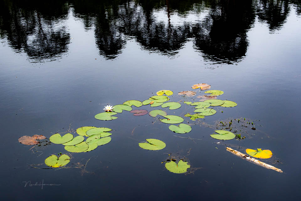 Nando review Fujifilm X-T50 13